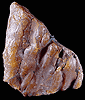 Mineral specimen: Amber from Clay pits, Sayreville, New Jersey.