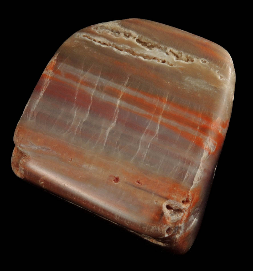 Quartz var. Petrified Wood from Petrified Forest, near Holbrook, Navajo County, Arizona
