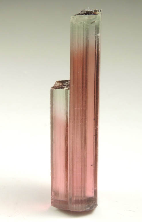 Elbaite Tourmaline (bi-colored) from Himalaya Mine, Mesa Grande District, San Diego County, California