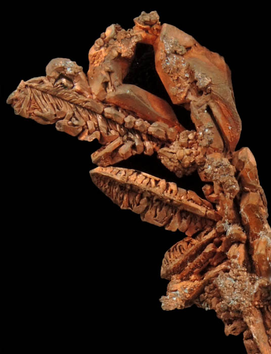 Copper (dendritic native copper) from Milpillas Mine, Cuitaca, Sonora, Mexico